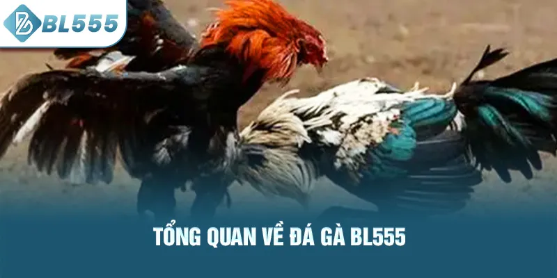 tong-quan-ve-da-ga-bl555_1