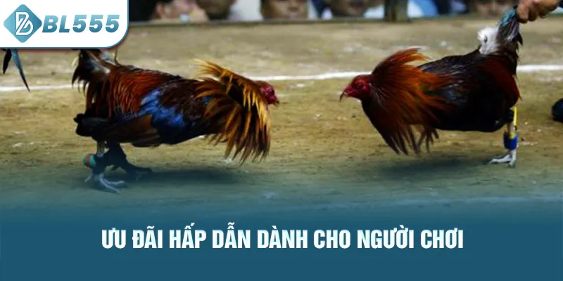 uu-dai-hap-dan-danh-cho-nguoi-choi_11